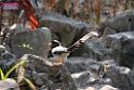 20170212sm-bln-city-park-bird_DSC_8592