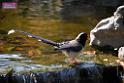 20170212sm-bln-city-park-bird_DSC_8603