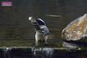 20170212sm-bln-city-park-bird_DSC_8606