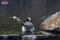 20170212sm-bln-city-park-bird_DSC_8611