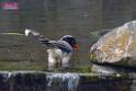 20170212sm-bln-city-park-bird_DSC_8613