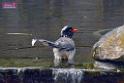 20170212sm-bln-city-park-bird_DSC_8616