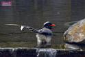 20170212sm-bln-city-park-bird_DSC_8617