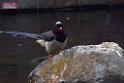 20170212sm-bln-city-park-bird_DSC_8619