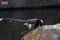 20170212sm-bln-city-park-bird_DSC_8620