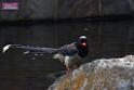 20170212sm-bln-city-park-bird_DSC_8621