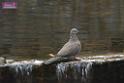 20170212sm-bln-city-park-bird_DSC_8639