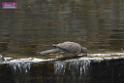 20170212sm-bln-city-park-bird_DSC_8640