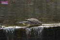 20170212sm-bln-city-park-bird_DSC_8641