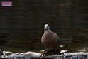 20170212sm-bln-city-park-bird_DSC_8644