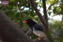 20170212sm-bln-city-park-bird_DSC_8654