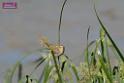 20170709bird-yuenlong_DSC9398