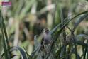 20170709bird-yuenlong_DSC9408