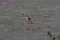 20171029bird01_DSC_9956