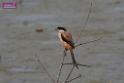 20171029bird01_DSC_9957