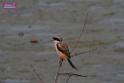 20171029bird01_DSC_9963