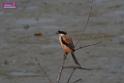 20171029bird01_DSC_9966