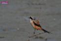 20171029bird01_DSC_9975