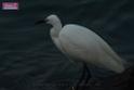 20171029bird02_DSC_0241