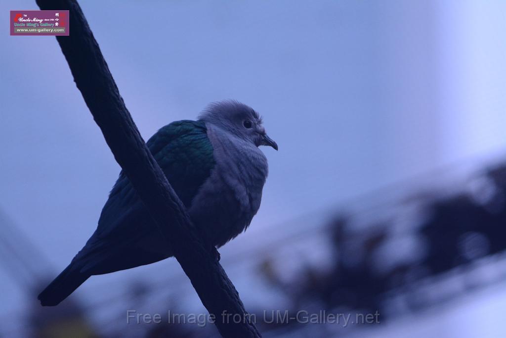 20180222hkpark_DSC_0862.JPG