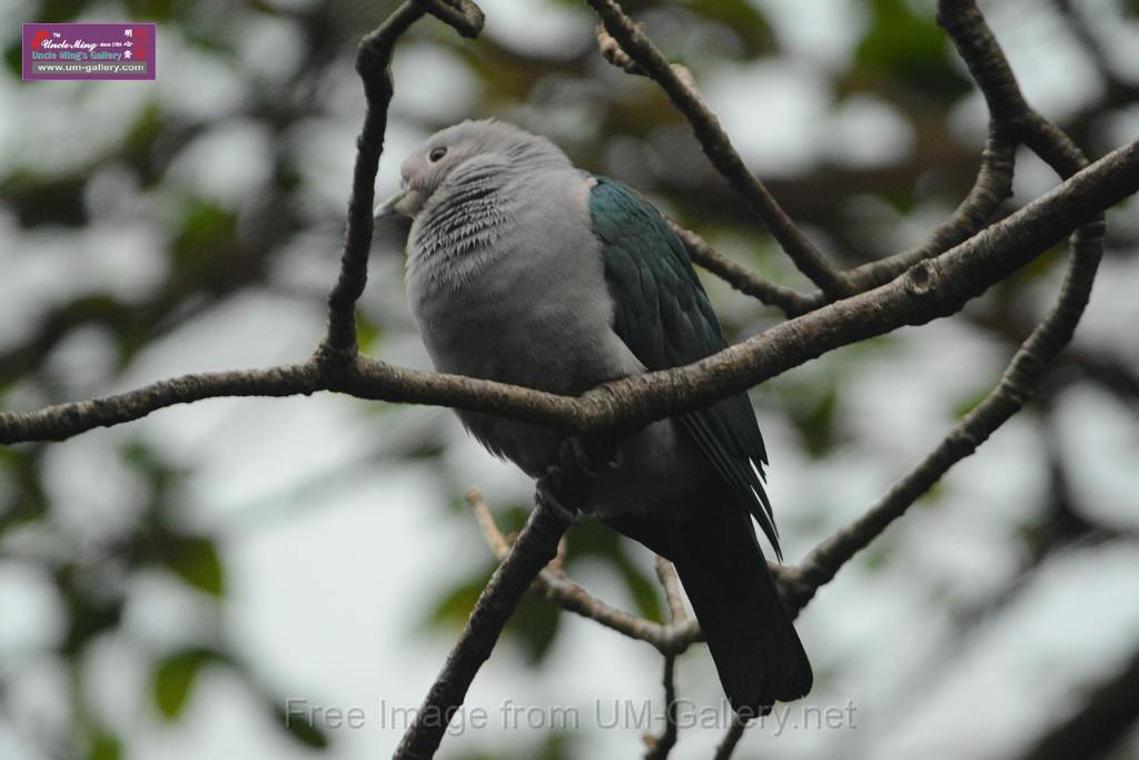 20180222hkpark_DSC_0959.JPG