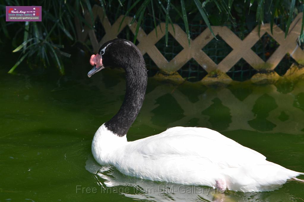 20180331birds-kowloon-park_DSC_1007.JPG