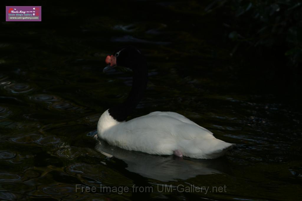 20180331birds-kowloon-park_DSC_1008.JPG