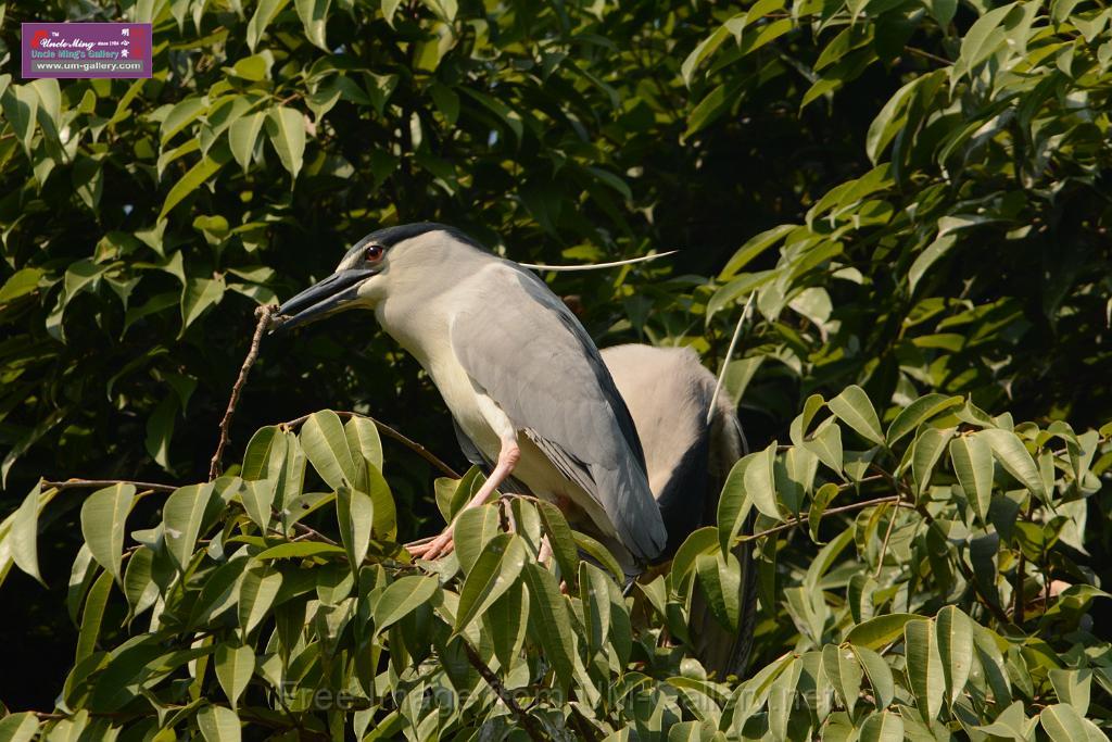 20180331birds-kowloon-park_DSC_1009.JPG