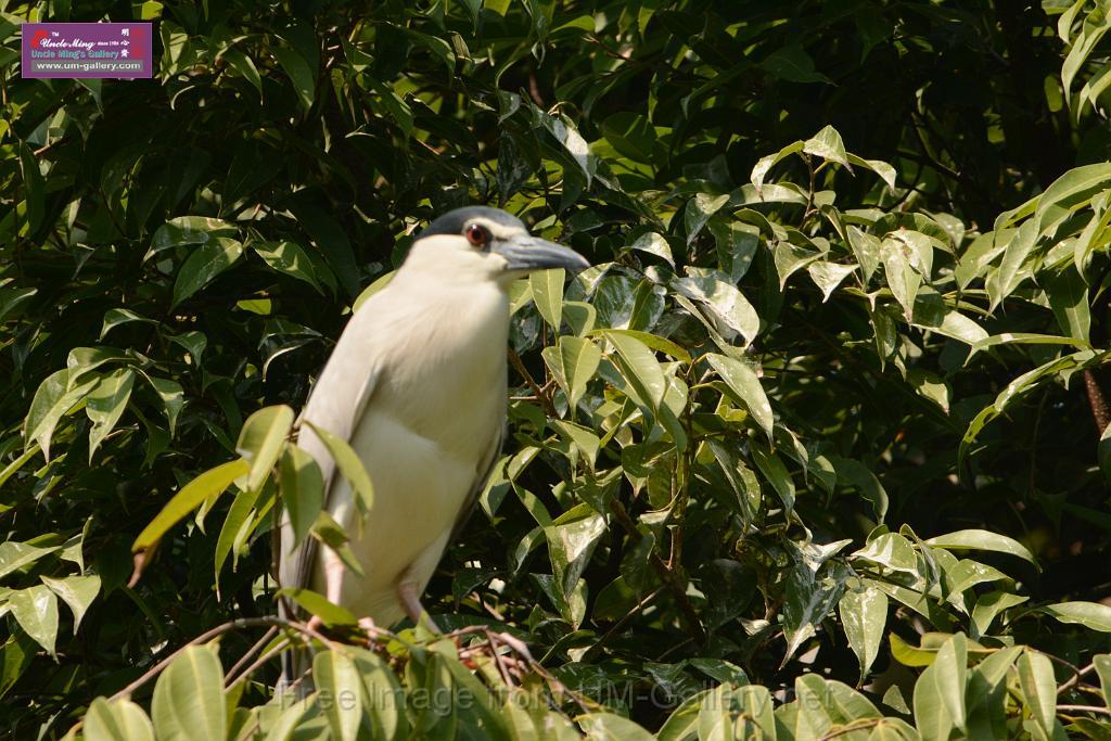 20180331birds-kowloon-park_DSC_1010.JPG