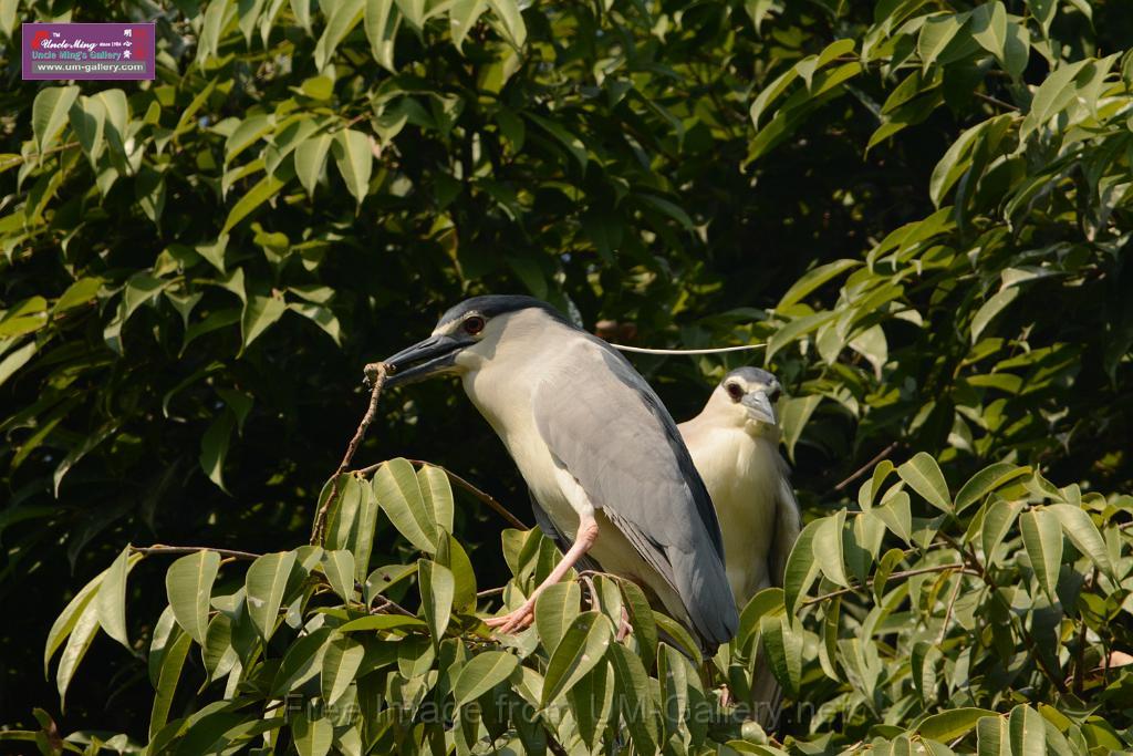 20180331birds-kowloon-park_DSC_1013.JPG