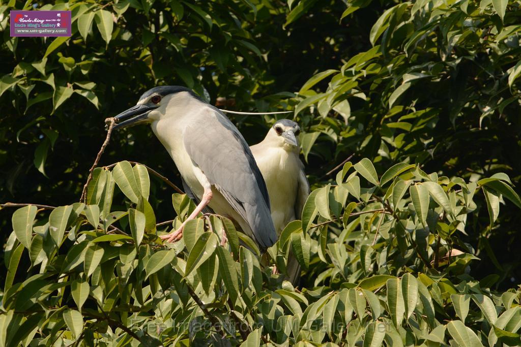 20180331birds-kowloon-park_DSC_1014.JPG