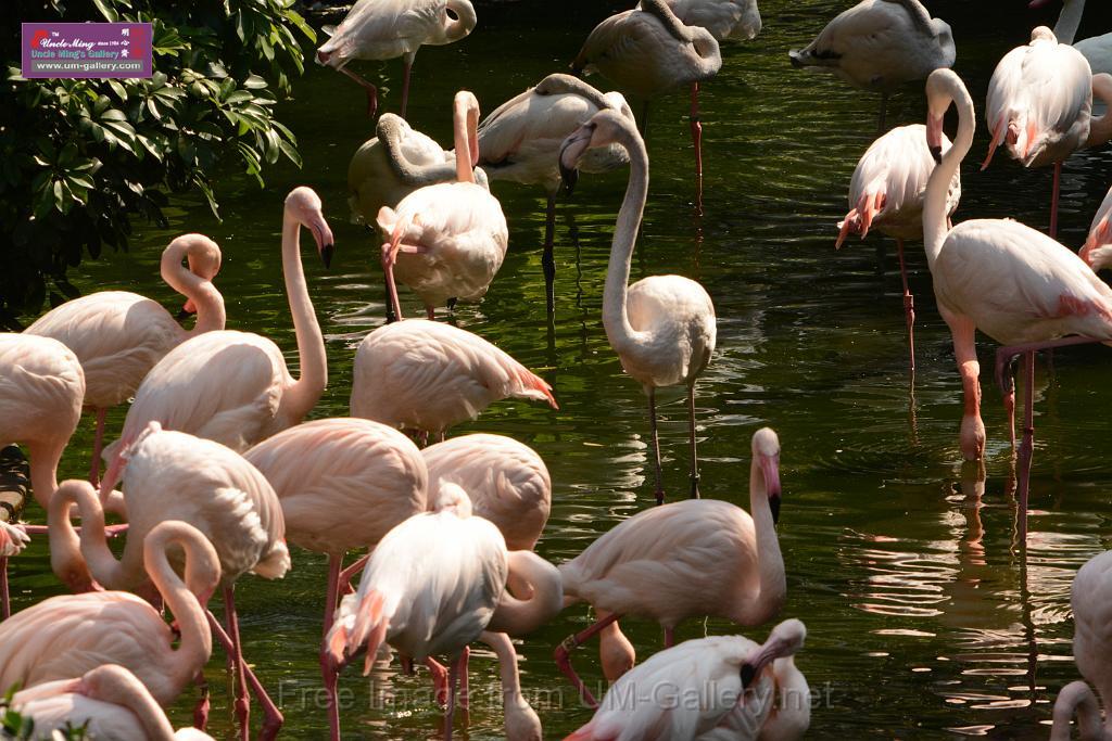 20180331birds-kowloon-park_DSC_1016.JPG