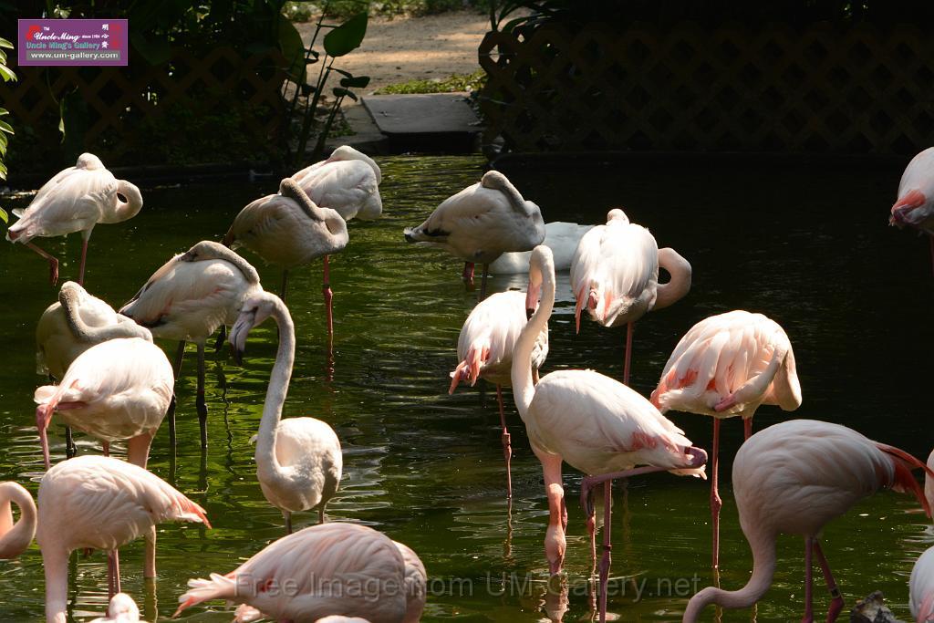 20180331birds-kowloon-park_DSC_1017.JPG