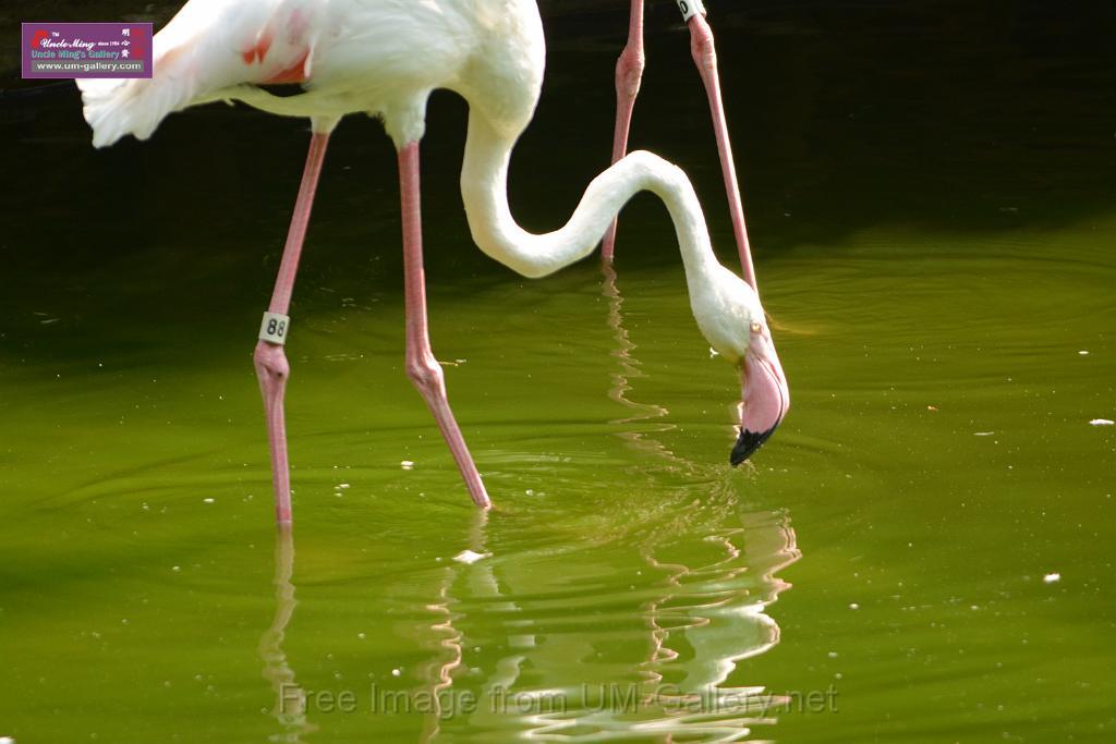 20180331birds-kowloon-park_DSC_1019.JPG