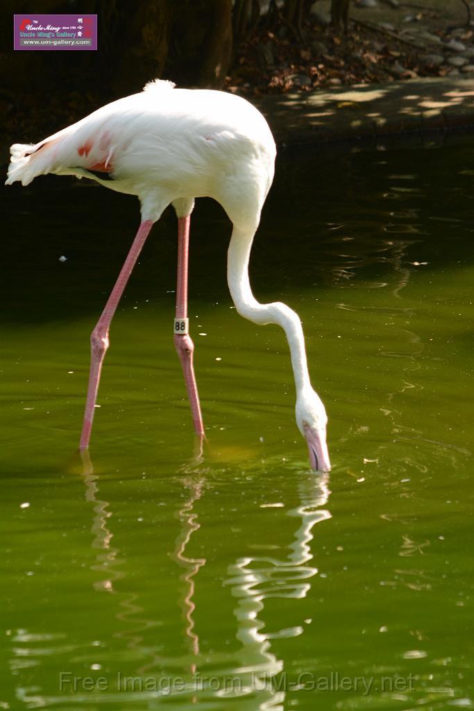 20180331birds-kowloon-park_DSC_1020.JPG