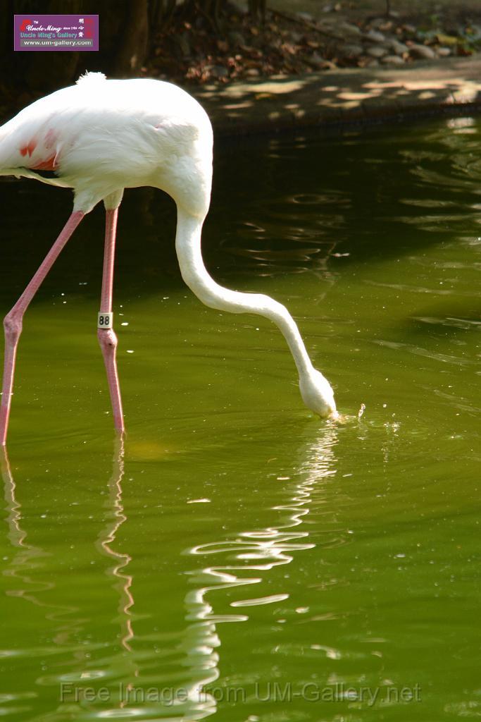 20180331birds-kowloon-park_DSC_1021.JPG