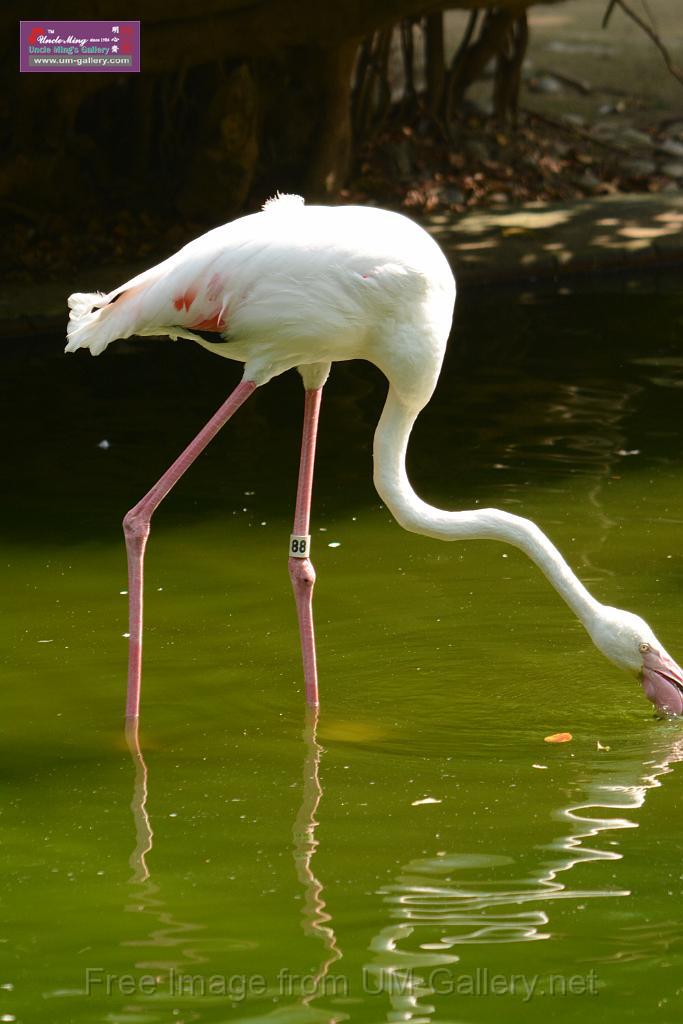 20180331birds-kowloon-park_DSC_1022.JPG