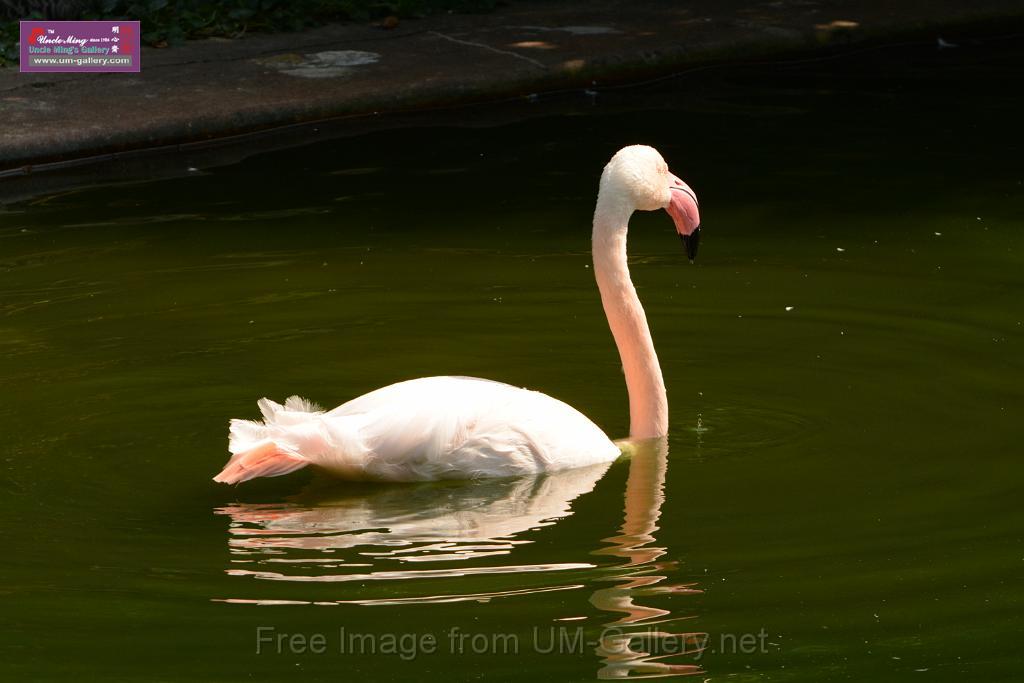 20180331birds-kowloon-park_DSC_1026.JPG