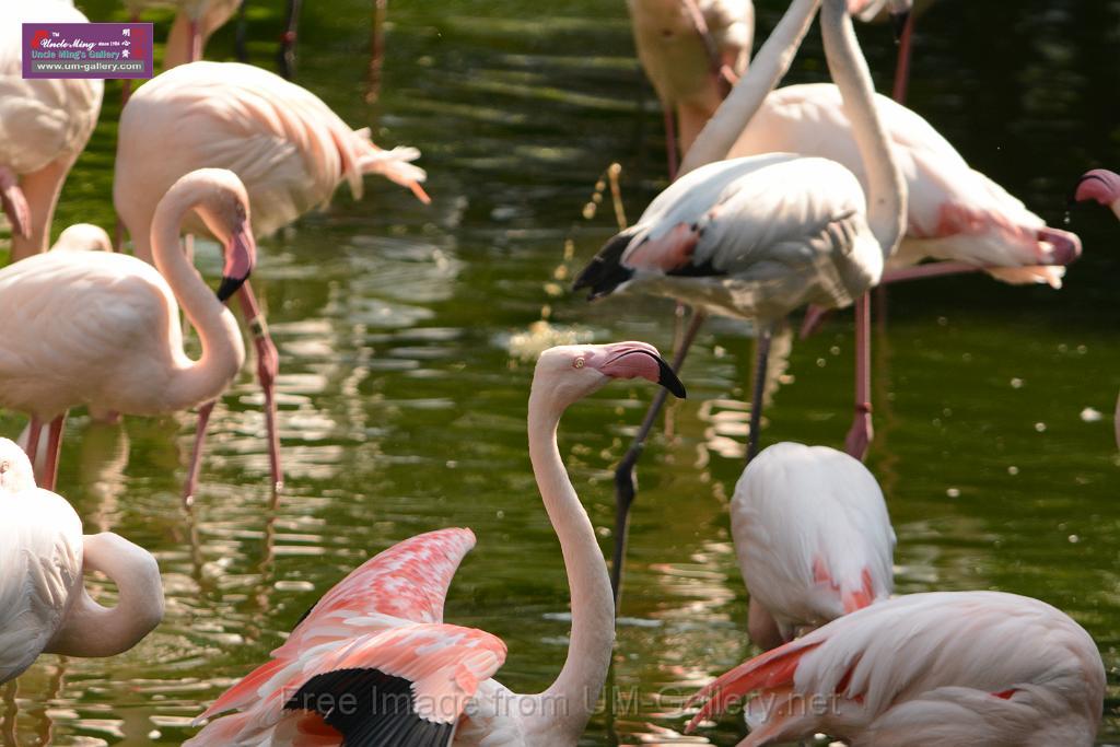 20180331birds-kowloon-park_DSC_1029.JPG