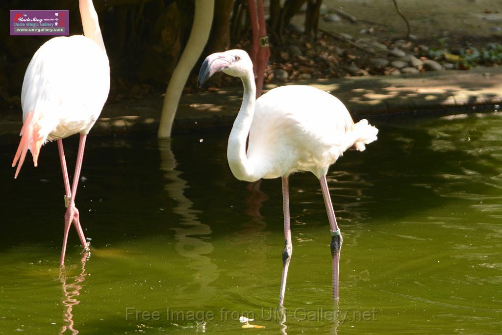 20180331birds-kowloon-park_DSC_1030.JPG