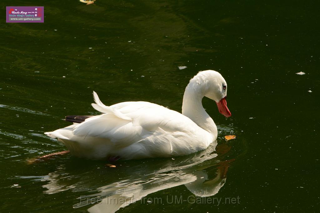 20180331birds-kowloon-park_DSC_1036.JPG