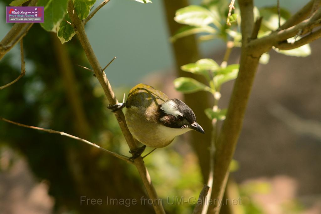 20180331birds-kowloon-park_DSC_1037.JPG