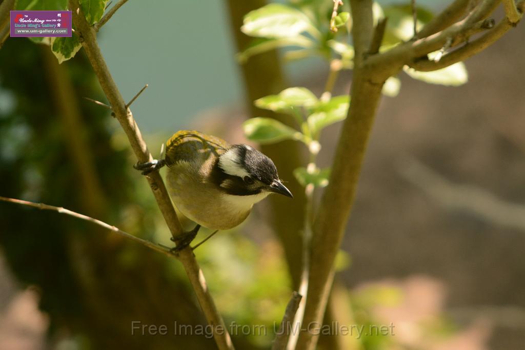 20180331birds-kowloon-park_DSC_1038.JPG