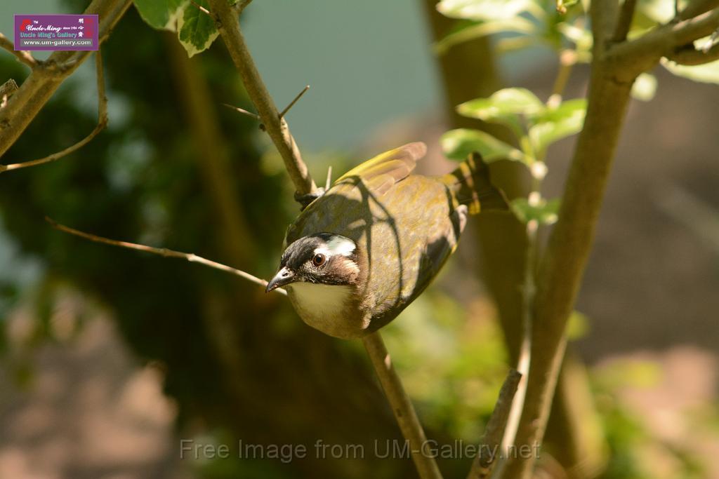 20180331birds-kowloon-park_DSC_1039.JPG