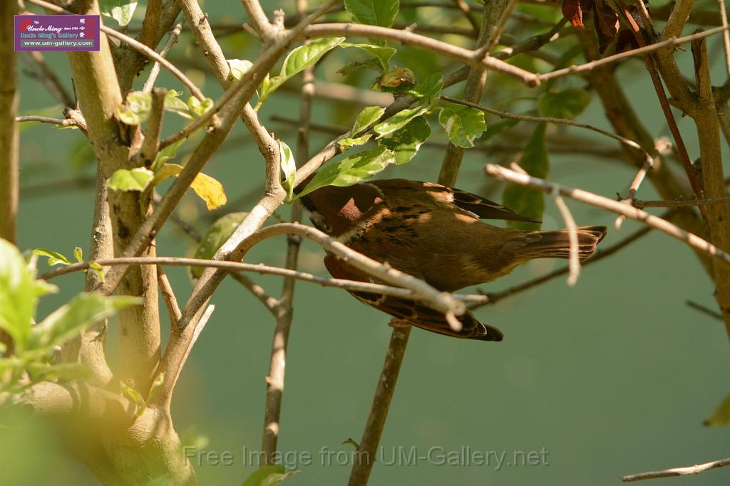 20180331birds-kowloon-park_DSC_1040.JPG