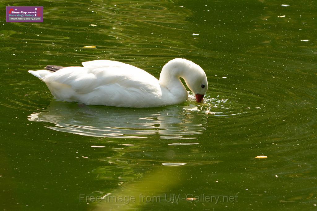 20180331birds-kowloon-park_DSC_1043.JPG