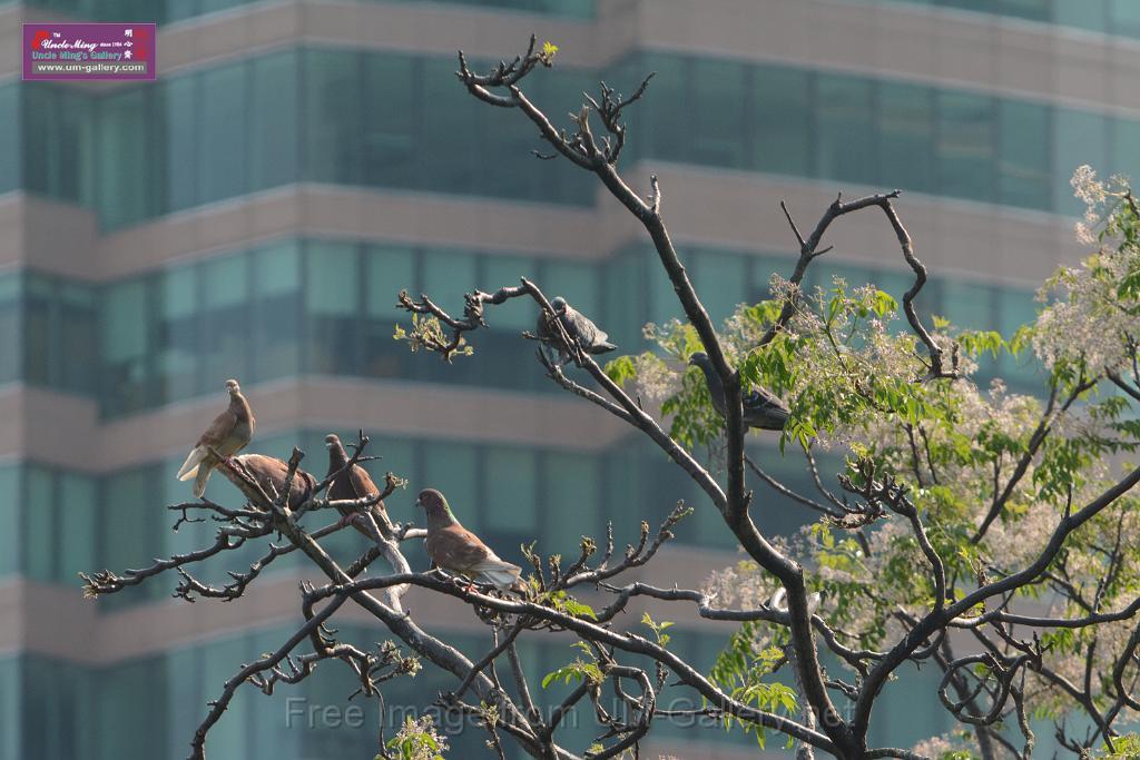 20180331birds-kowloon-park_DSC_1046.JPG