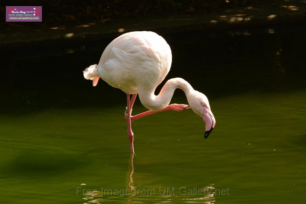 20180331birds-kowloon-park_DSC_1047.JPG