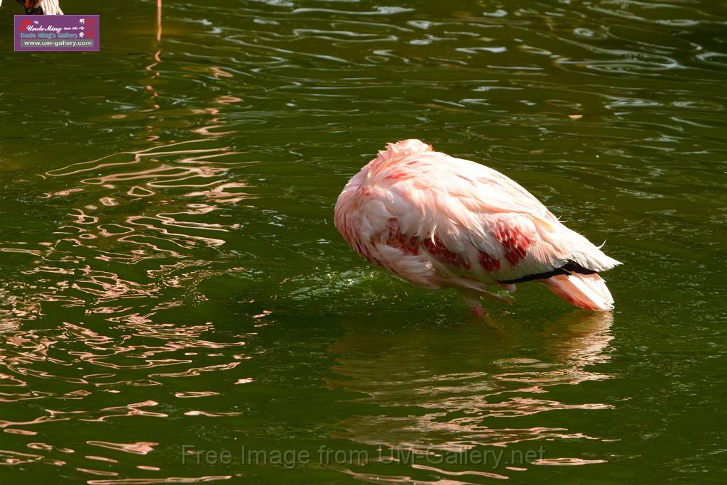 20180331birds-kowloon-park_DSC_1048.JPG