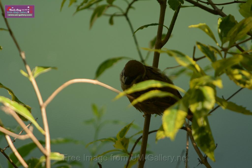 20180331birds-kowloon-park_DSC_1050.JPG